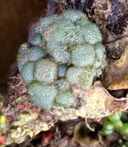 Dictyosphaeria cavernosa observed 2026-08-17