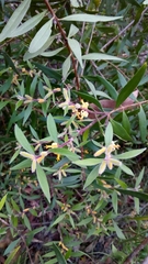 Persoonia mollis