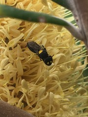 Hylaeus rotundiceps