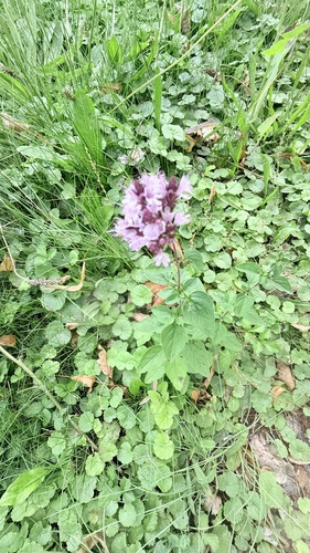 Наблюдение на iNaturalist