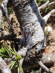 Okanagana occidentalis