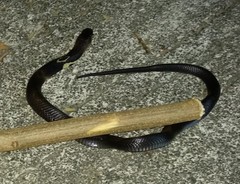 Naja kaouthia
