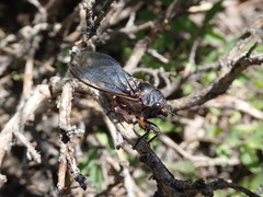 Okanagana occidentalis