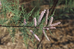 Tamarix ramosissima