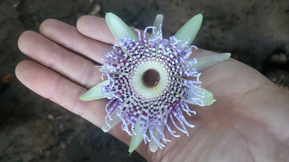 Sweet granadilla (Passiflora ligularis)