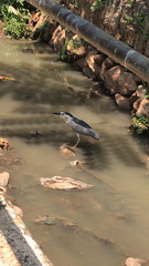 Nycticorax nycticorax