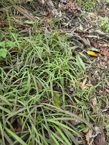 Arthropodium candidum observed 2026-08-18
