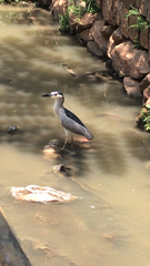 Nycticorax nycticorax