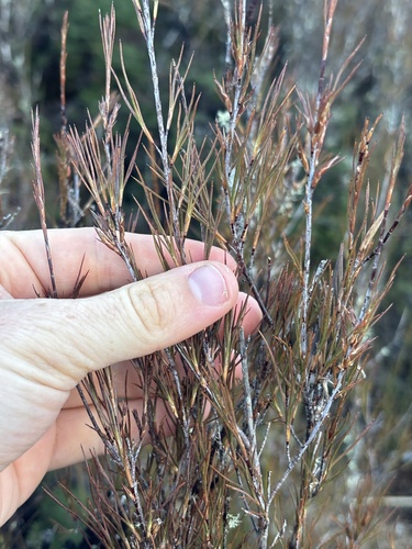 Dracophyllum subulatum observed 2026-08-18