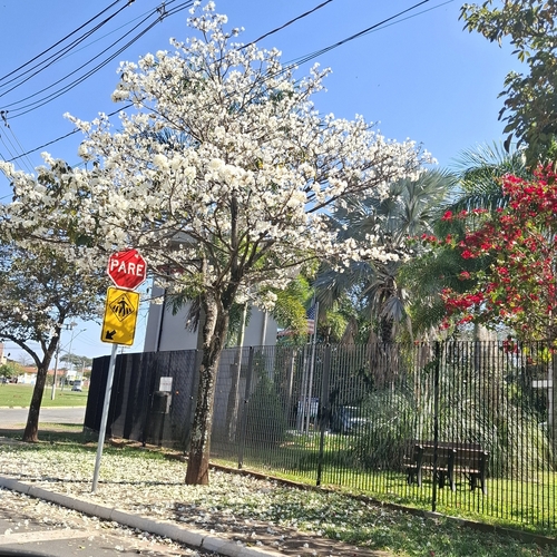White Ipê