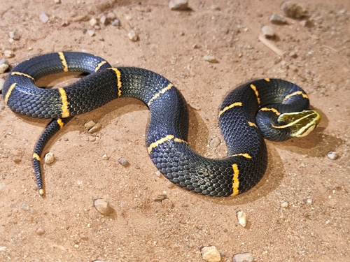 Fea's Viper