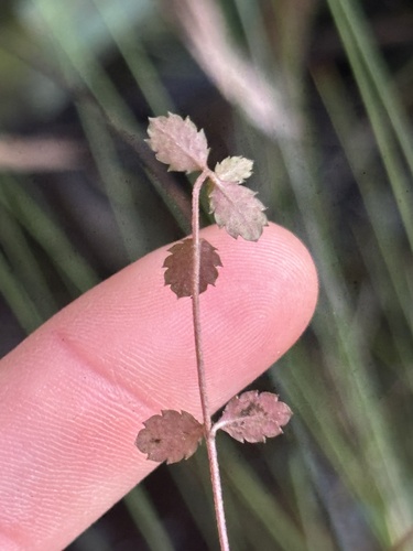 Gonocarpus aggregatus observed 2026-08-18