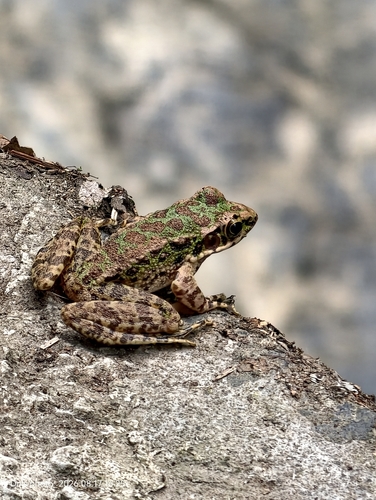 Tianmu Sharp-nosed Frog
