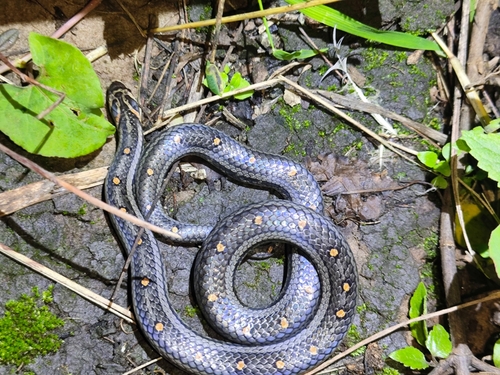 Photo of a Lacroix Kukri Snake (Oligodon lacroixi)