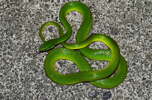 Chinese Green Snake