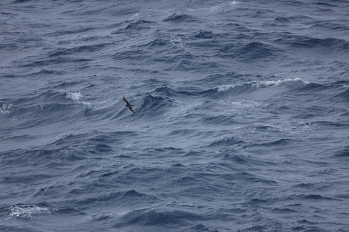 Anous stolidus observed 2026-08-15