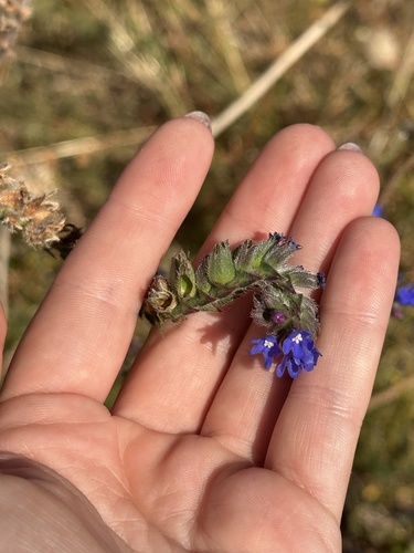 common alkanet