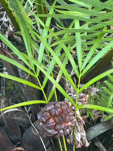 Nypa fruticans, photograph 5