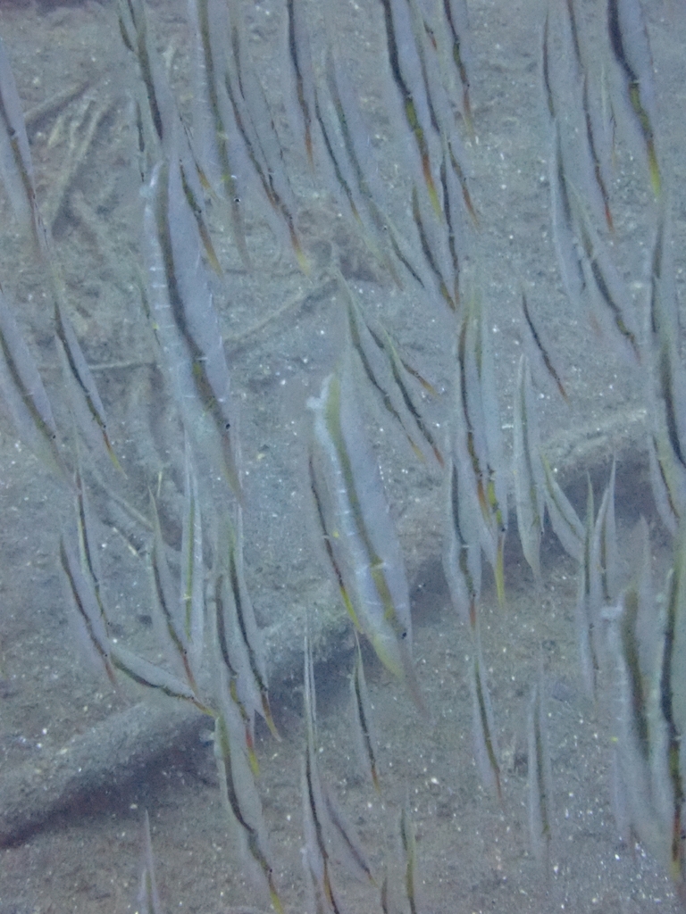 Grooved razorfish