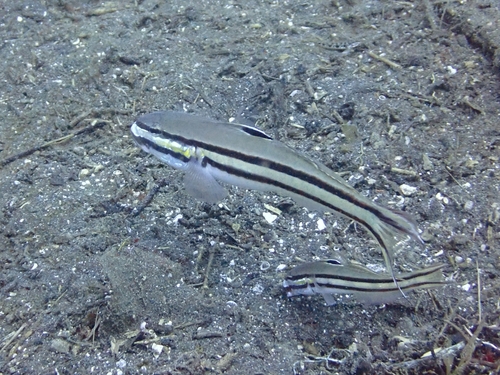 Valenciennea helsdingenii observed 2026-08-15