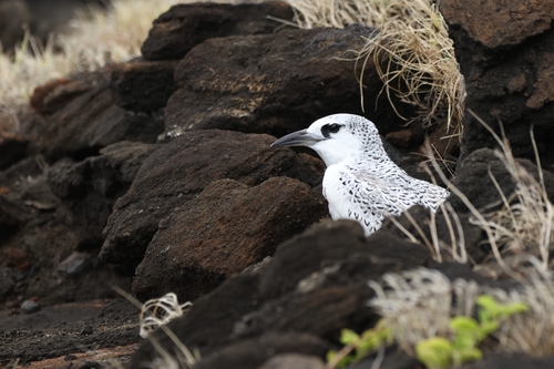 Phaethon rubricauda observed 2026-08-15