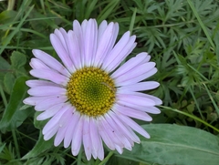 Erigeron peregrinus, photograph author not stated, no rights reserved
