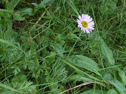 Erigeron peregrinus, photograph 3