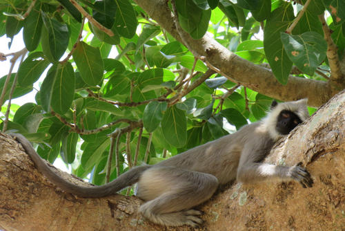 Tufted Gray Langur