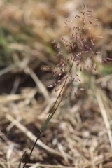 Eragrostis bicolor