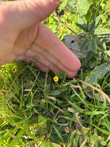 Common Yellow Woodsorrels
