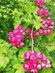 Crataegus × media