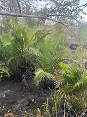 Nypa fruticans, photograph author not stated, no rights reserved