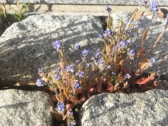 Myosotis stricta