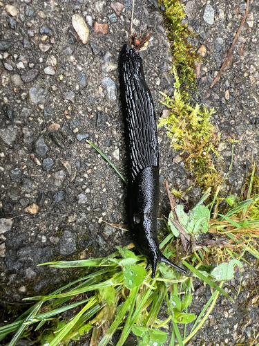 Black Slug
