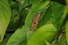 Xenocatantops brachycerus