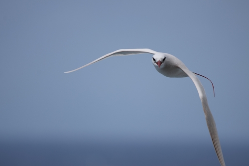 Phaethon rubricauda observed 2026-08-15