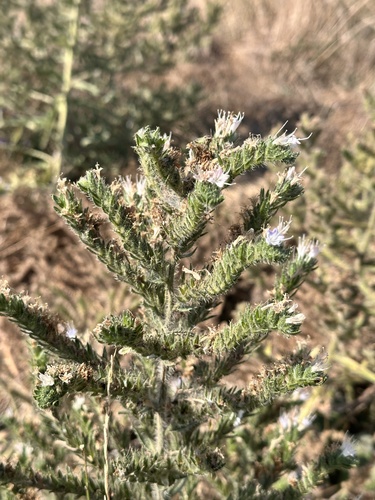 Pale Bugloss