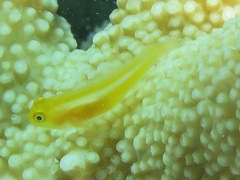 Gobiodon okinawae