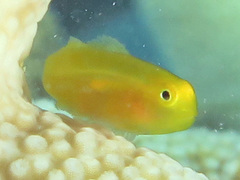 Gobiodon okinawae