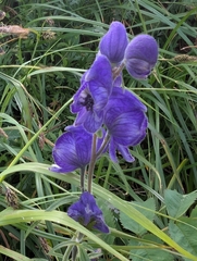 Aconitum delphiniifolium, photograph author not stated, no rights reserved