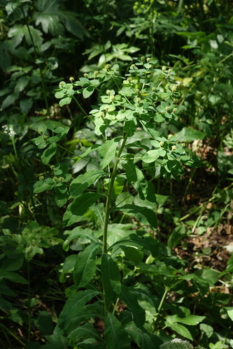 Euphorbia pilosa, photograph 3