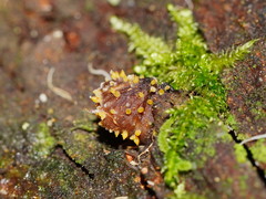 Neobarya agaricicola