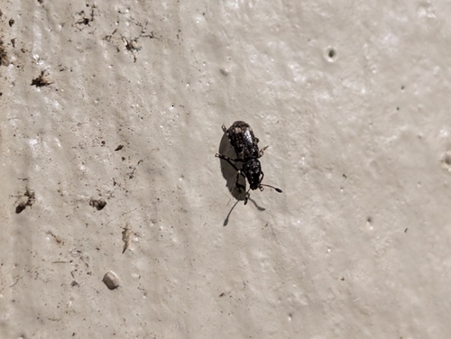 Fungus weevil photo 6