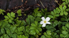 Ellisiophyllum pinnatum