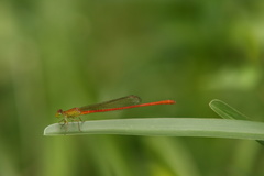 Ceriagrion glabrum