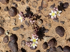 Dudleya brevifolia