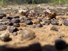 Dudleya brevifolia