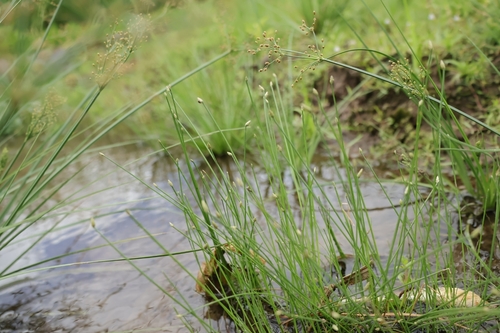 Eleocharis congesta observed 2026-08-18