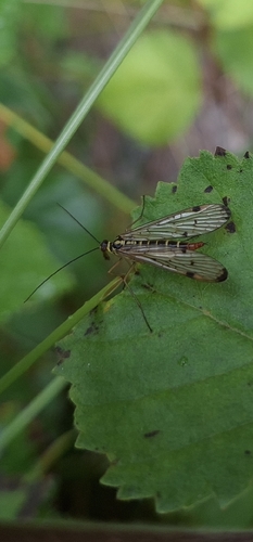 German Scorpionfly
