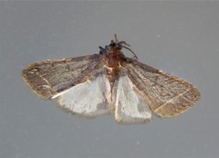 Simplicia extinctalis